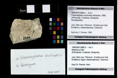 Foto (Objekt + Etikett) von Brachyura indet.  (NHMW-GEO-1990-0041-2886b)